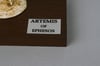 Efes Artemisi Diorama