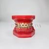 Diamonds Ortodontik Model Diş 2