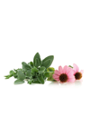 Adaçayı & Ekinezya Sirkesi / Sage & Echinacea Vinegar (doğal Fermente Canlı Sirke / Naturally Fermented / 500 Ml)