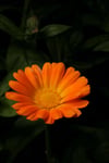 Aynı Safa Sirkesi / Marigold Vinegar (doğal Fermente Canlı Sirke / Naturally Fermented / 500 Ml)