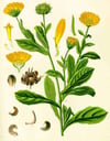 Aynı Safa Sirkesi / Marigold Vinegar (doğal Fermente Canlı Sirke / Naturally Fermented / 500 Ml)