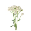Civanperçemi Sirkesi / Yarrow Vinegar (doğal Fermente Canlı Sirke / Naturally Fermented / 500 Ml)