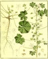 Ebegümeci Çiçeği Sirkesi / C. Mallow Flower Vinegar (doğal Fer Canlı Sirke / Nat. Ferm. / 500 Ml)