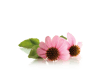 Ekinezya Sirkesi / Echinacea Vinegar (doğal Fermente Canlı Sirke / Nat. Ferm. / 500 Ml)