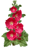 Gülhatmi Sirkesi / Holyhock Vinegar (doğal Fermente Canlı Sirke / Naturally Fermented / 500 Ml)