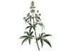 Hayıt Tentürü / Vitex Agnus Castus Tincture (konsantre, Alkolsüz, Asitsiz, Katkısız, Organik-50 Ml)