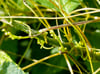 İkşut Otu Sirkesi/Cuscuta Convolvulaceae Vinegar (Doğal Fermente Canlı Sirke / Nat. Ferm./ 500 Ml)