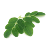 İMoringa Yaprağı Sirkesi/Moringa Oleifera Vinegar (Doğal Fermente Canlı Sirke / Nat. Ferm./ 500 Ml)