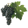 Kalecik Karası Üzüm Sirkesi / Grape Vinegar (Doğal Fermente Canlı Sirke/ Nat. Ferm./500 Ml)