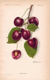 Lambert Kiraz Sirkesi / Cherry Vinegar (Doğal Fermente Canlı Sirke / Naturally Fermented / 500 Ml)
