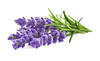 Lavanta Sirkesi / Lavender Vinegar (doğal Fermente Canlı Sirke / Naturally Fermented / 500 Ml)