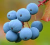 Mahonia Sirkesi / Oregon Grape Vinegar (Doğal Fermente Canlı Sirke / Naturally Fermented / 500 Ml)