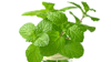 Melisa Sirkesi / Lemon Balm Vinegar (doğal Fermente Canlı Sirke / Naturally Fermented / 500 Ml)