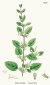 Melisa Sirkesi / Lemon Balm Vinegar (doğal Fermente Canlı Sirke / Naturally Fermented / 500 Ml)