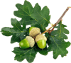 Meşe Sirkesi / French Oak Vinegar (doğal Fermente Canlı Sirke / Naturally Fermented / 500 Ml)