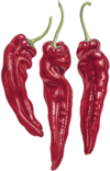 Samandağ Acı Biber Sirkesi / Hot Pepper Vinegar (Doğal Fermente Canlı Sirke / Naturally Fermented / 500 Ml)