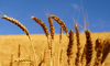 Siyez Sirkesi / Einkorn Wheat Vinegar (doğal Fermente Canlı Sirke / Naturally Fermented / 500 Ml)