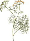 Yabani Dereotu Sirkesi / Wild Dill Vinegar (Doğal Fermente Canlı Sirke / Naturally Fermented / 500 Ml)
