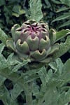 Yalova Enginar Sirkesi / Artichoke Vinegar (Doğal Fermente Canlı Sirke / Nat. Ferm. / 500 Ml)