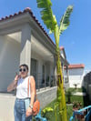 Beyaz Triko