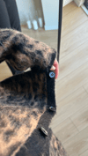 MASSIMO DUTTI LEOPAR DESEN HIRKA
