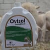 Ovisol Sheep