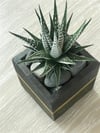 10X9,5 Beton Saksılık