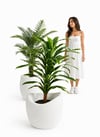 Bone saksı 70 cm dokulu