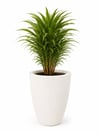 Tapared saksı 50 cm dokulu 