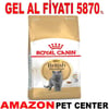 Royal Canin British Shorthair Kedi Maması 10 Kg Gel Al 18345001 Amazon Pet Center