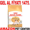Royal Canin Siamese Kedi Maması  2 Kg Gel Al 18353006 Amazon Pet Center