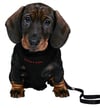 Trixie Yavru Köpek Göğüs Tasma Kayışı 26-34cm 2m 10mm 15561