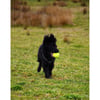 KampTop Köpek İçin Tenis