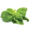 Fesleğen (25 gr) Greenada