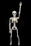 40 Cm Iskelet Oturabilen Dik Durabilen Eklemlerinden Şekil Verilen Halloween Cadılar Bayramı Dekoru