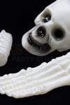 Beyaz Renkli Dekoratif Iskelet Seti Halloween Partisi Cadılar Bayramı Omurga Kafatası Ayak Kemiği