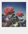 Polaroid SX-70 için Renkli Film