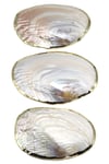 İstiridye Sedef Deniz Kabuğu - Kenarları Gold Kaplamalı
