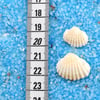 Mini Deniz Kabuğu Midye