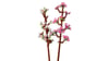 40725 LEGO® Botanicals Kiraz Çiçekleri