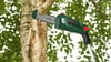 Bosch UniversalChainPole 18 Akülü Teleskopik Ağaç Budama Makinesi