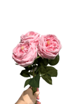 Pembe 3'lü Islak Şakayık