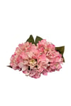 Pembe 5'li Ortanca Demeti