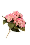 Pembe 5'li Ortanca Demeti