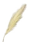 Sarı Pampas Tüy