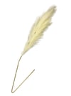 Sarı Pampas Tüy