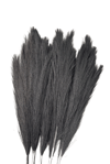 Siyah Pampas Tüy Demeti 5'li