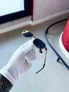 LOC - Gold/Siyah UV-400 Korumalı Güneş Gözlüğü