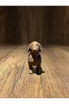 Ependorf Köpek  (Ependorf Tüpü Standı)