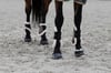 At Tendon Koruma Getri - Equitheme Protege Boa